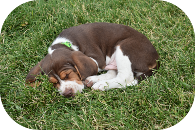 Sleeping Chocolate Beagle puppy