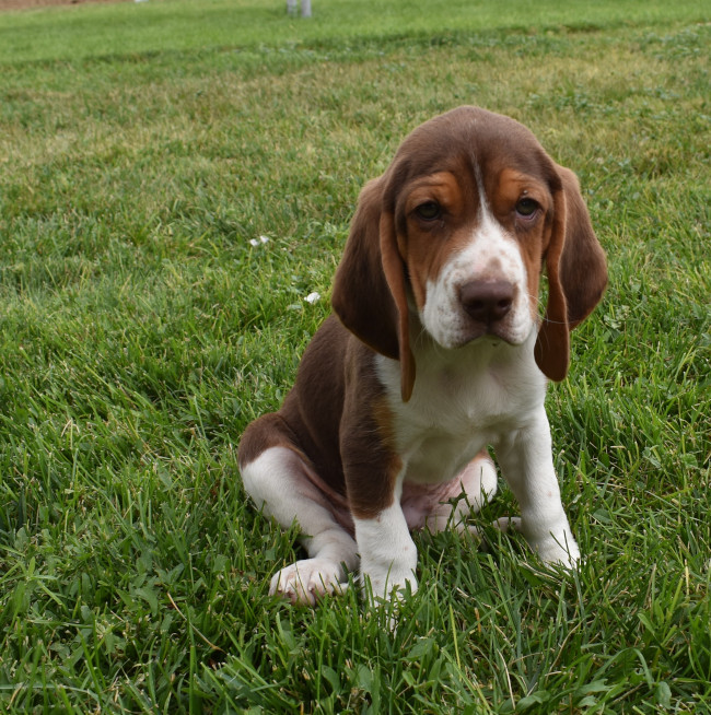 male chocolate beagle Idaho