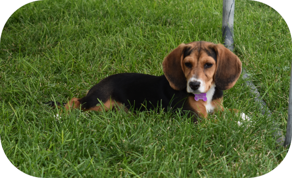 Twin Falls Idaho Beagle