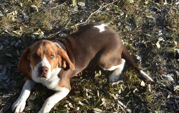 Idaho chocolate beagle