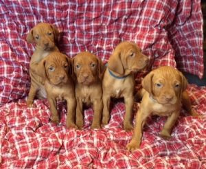 baby vizsla puppies