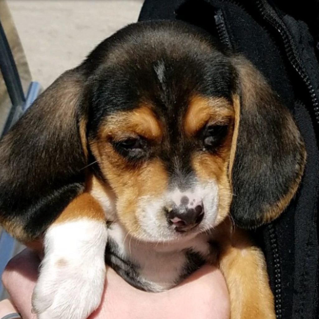 black and brown beagle puppies