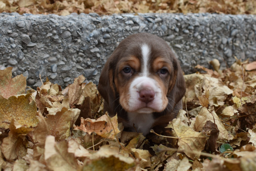 Brown Beagle Puppy For Sale Idaho