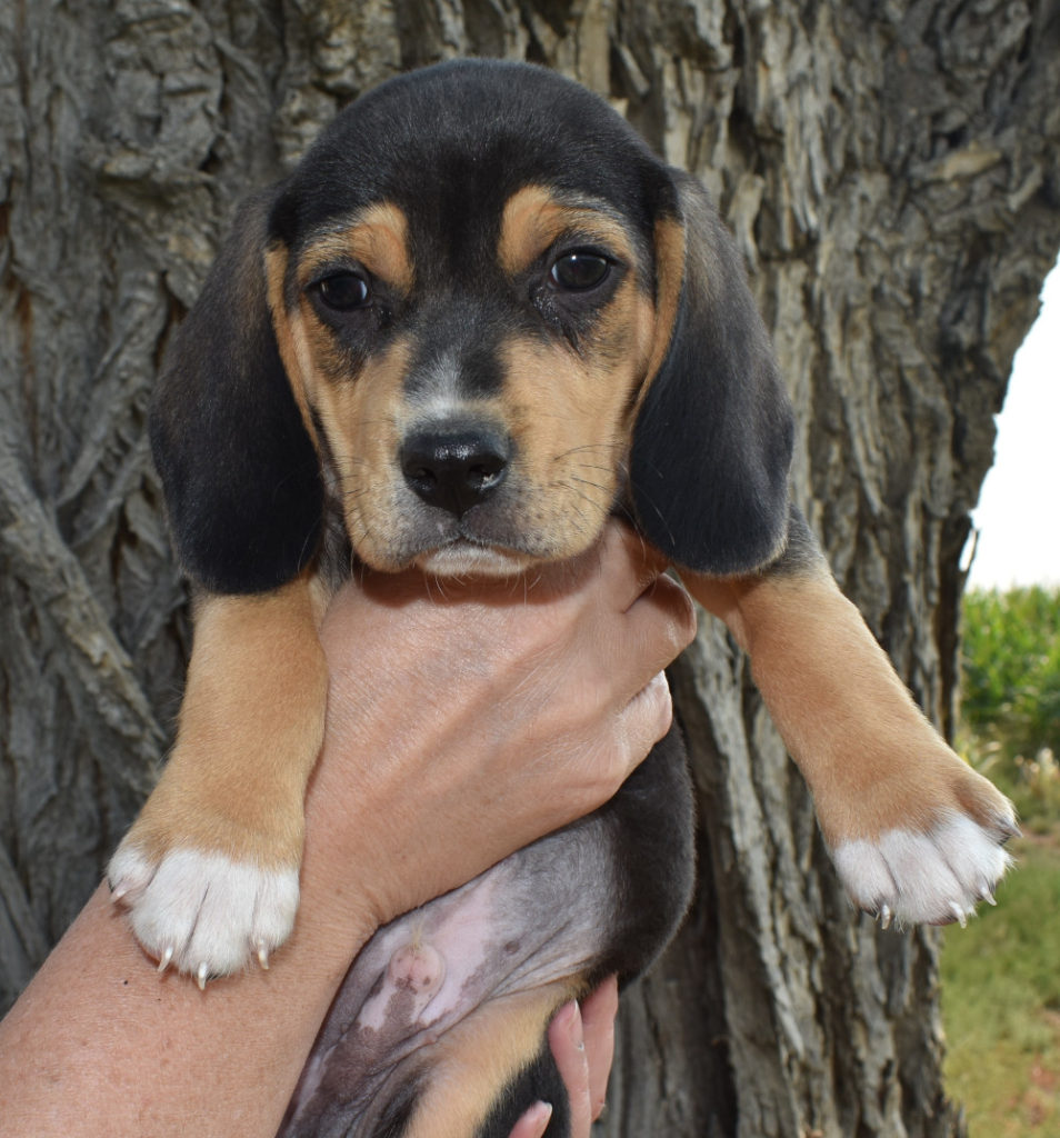 Male Tri Color Beagle Puppy 7 weeks old