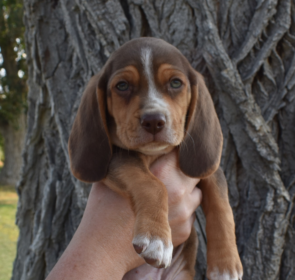 Blue Male Chocolate Beagle Seven Weeks old