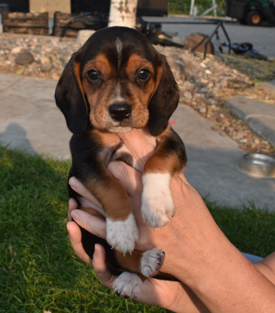 Tri Color Male Beagle