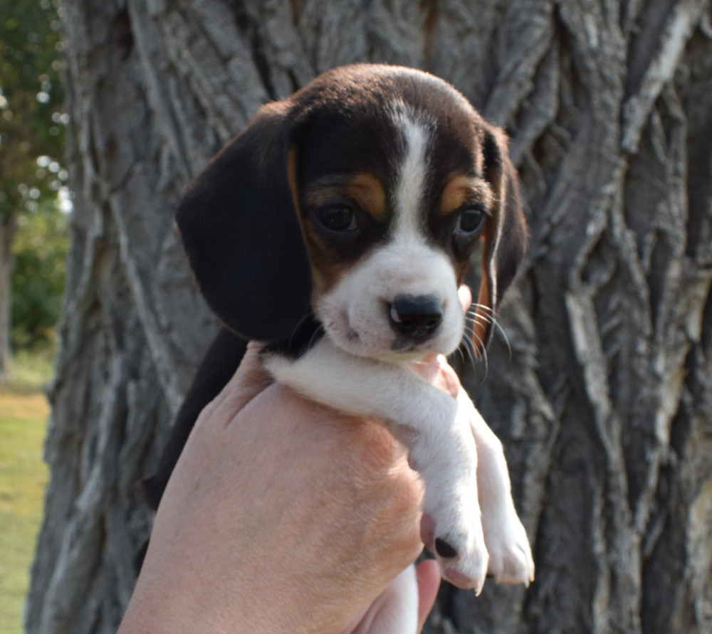 Female Tri Color Beagle Puppy 7 weeks old