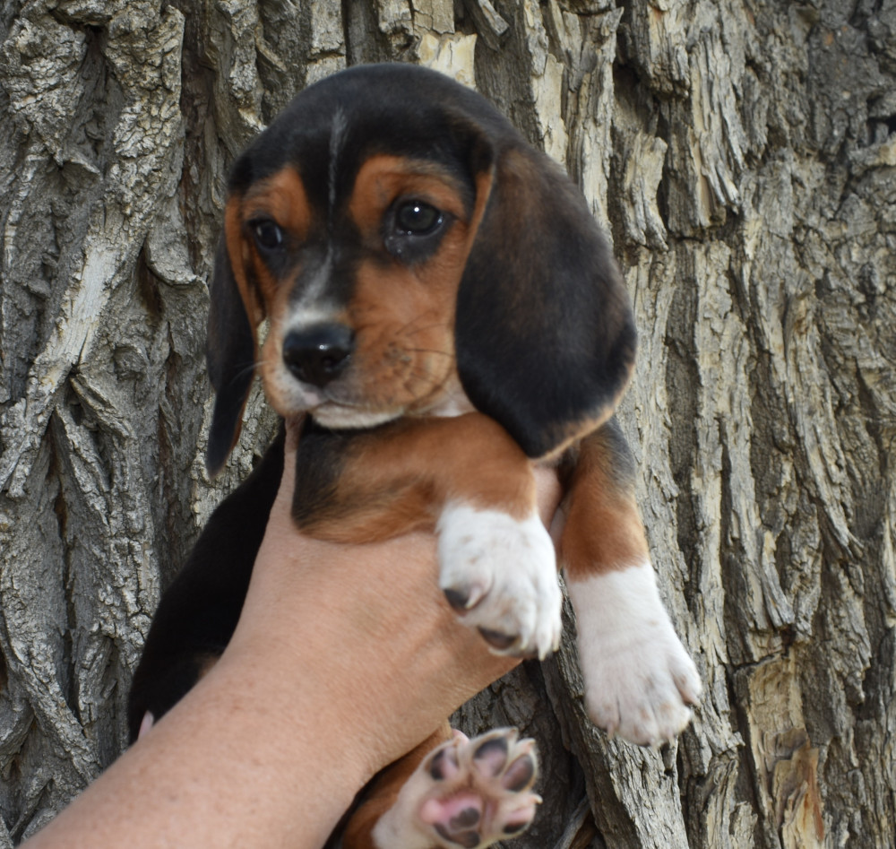 Male Tri Color Beagle Puppy Seven weeks old