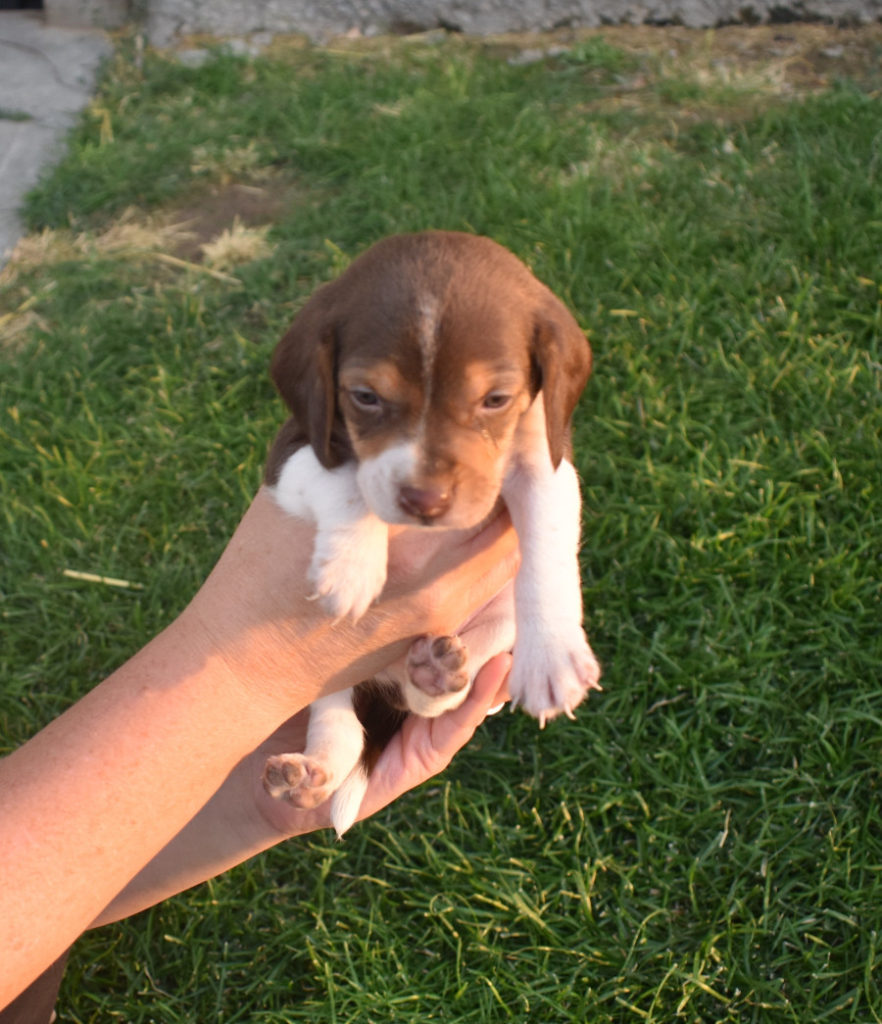 Male bealge puppy four weeks old