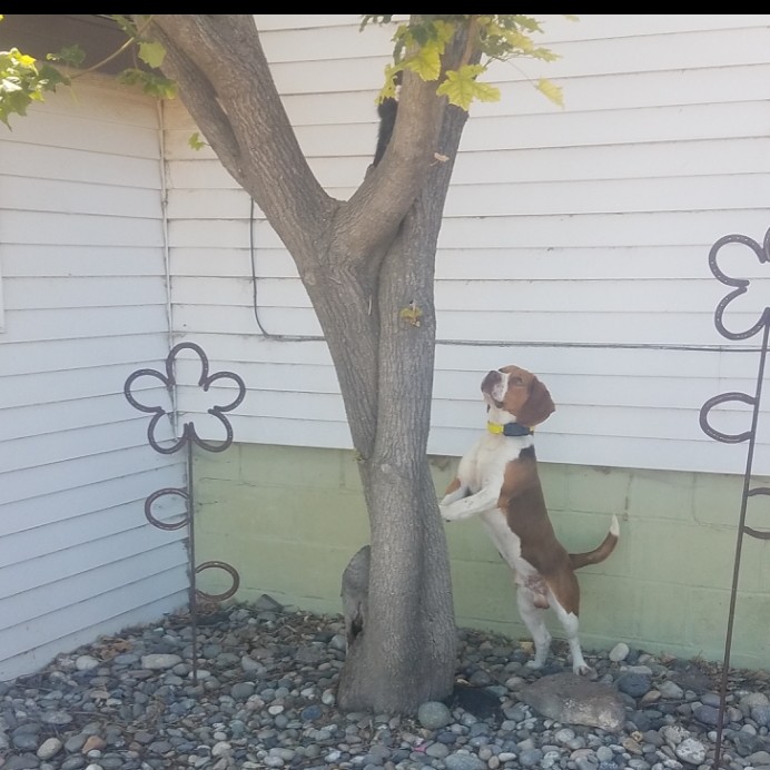 Beagle treeing a cat