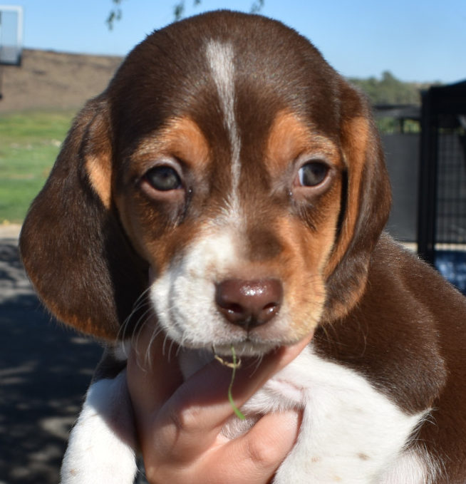 Chocolate Tri Beagle Puppy