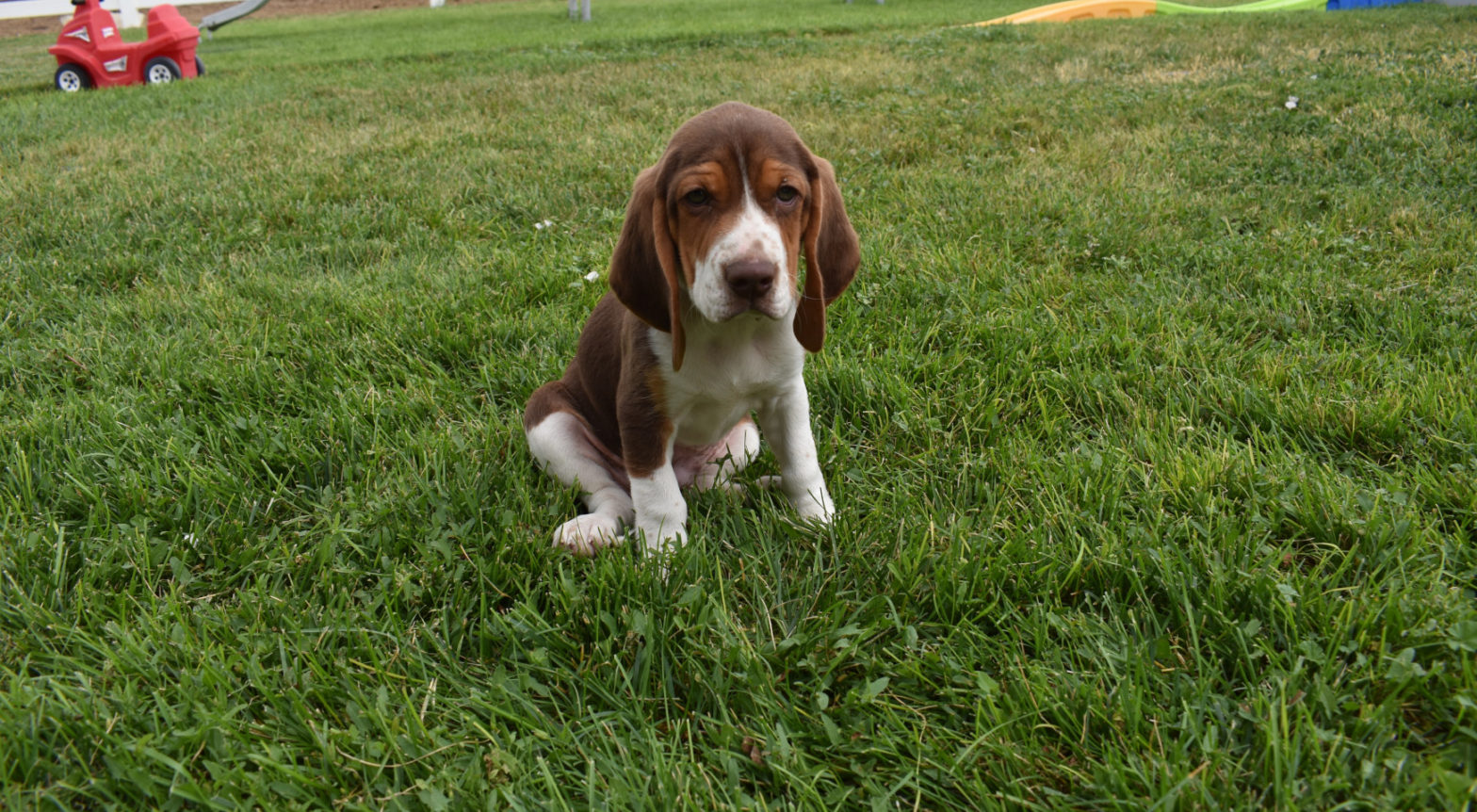 Beagle Itchy Ears