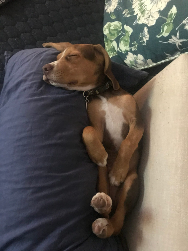 Ketchum Beagle Napping