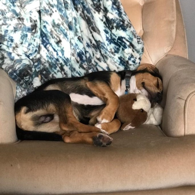 Linus Tri Color beagle