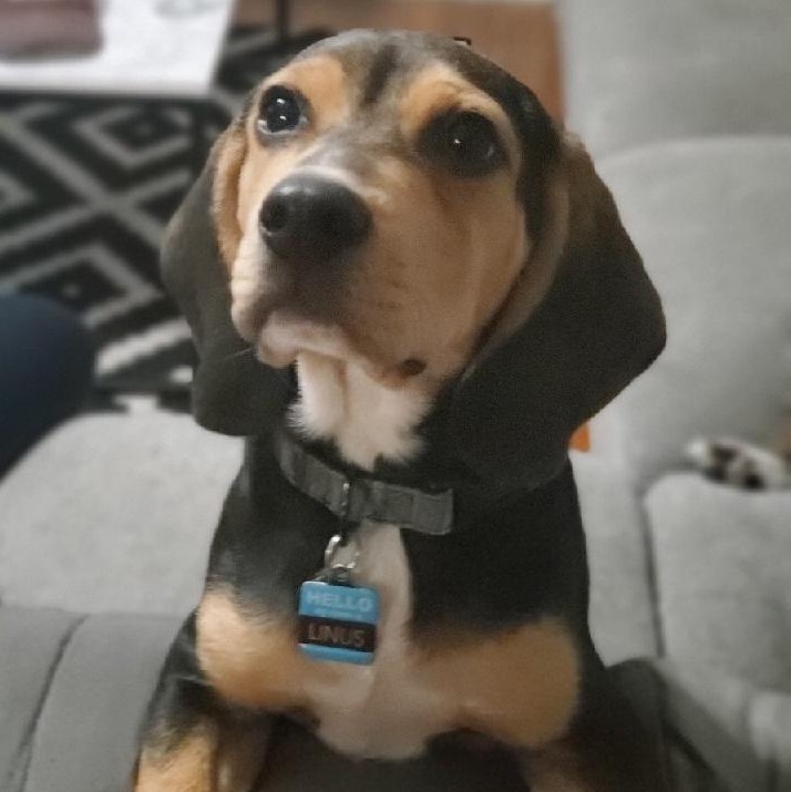 Linus Tri Color Beagles