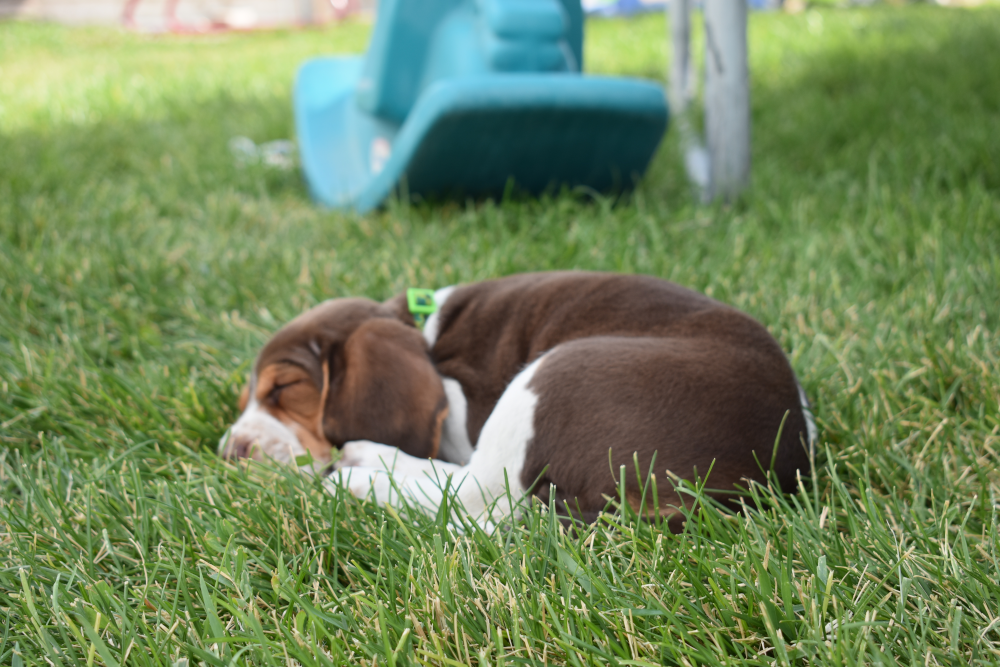 Beagle Puppy Sleeping Habits