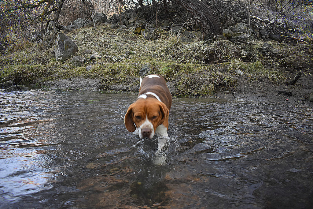 Do Beagles Like Water