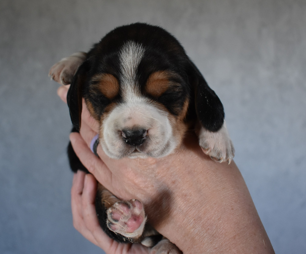 2 Week Tri Color Male Beagle