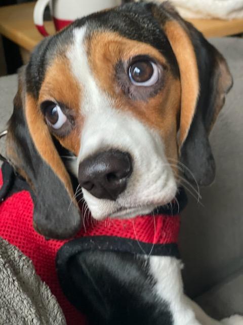 Beagle Puppy in Washington