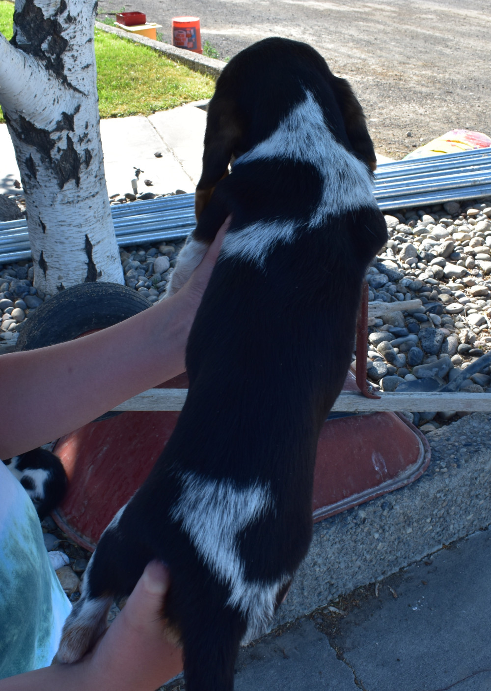 Beagle Pack » Jacobson Kennel