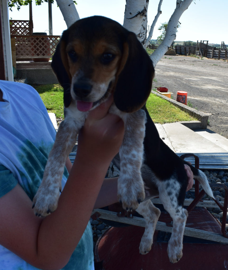 Blue hot sale merle beagle