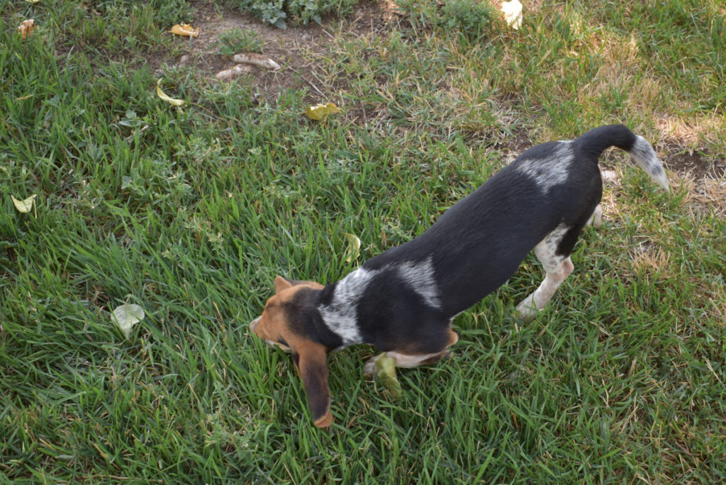 Blue Tick Hound Beagle
