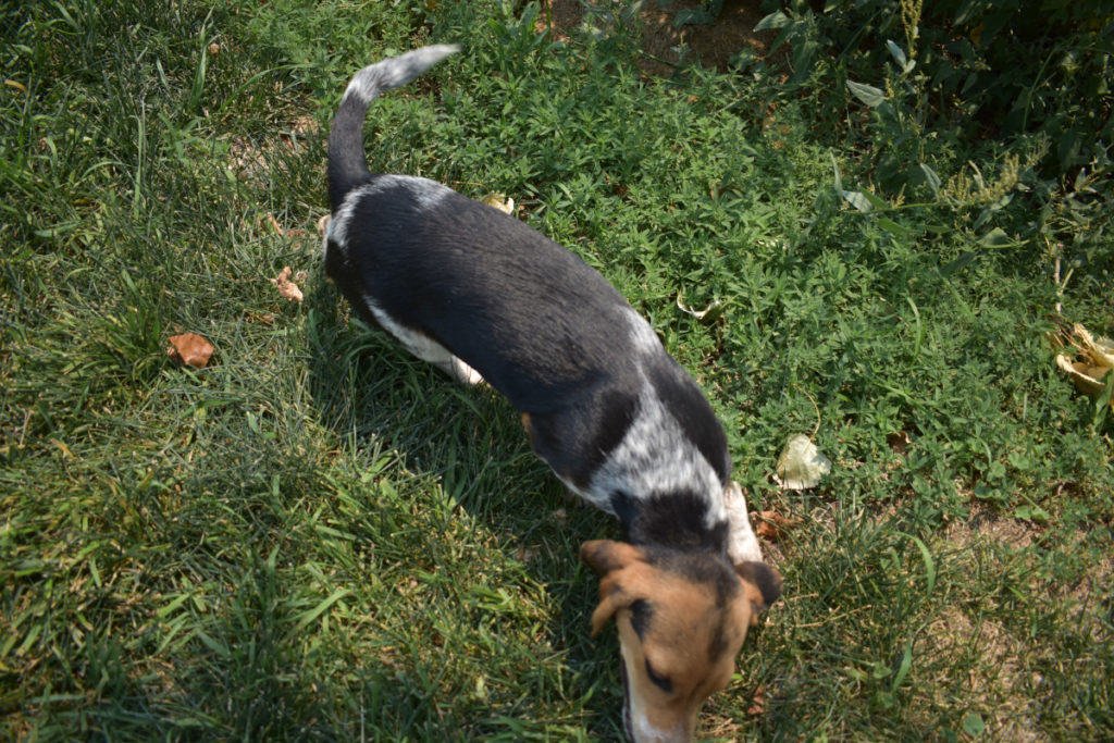 roan blue tick beagle