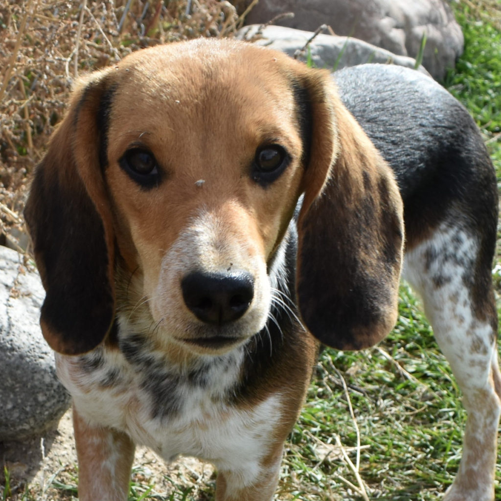 Bluetick Female Beagle