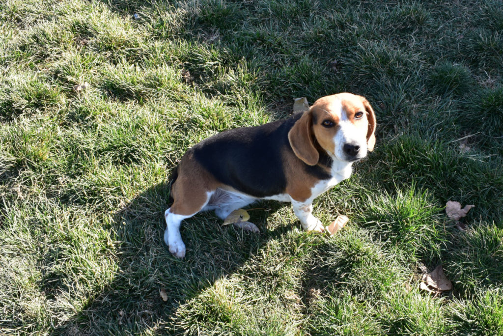 Jacobson Kennel  Lovely Luna Beagle