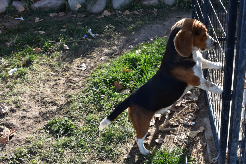 Jacobson Lovely Luna Beagle standing