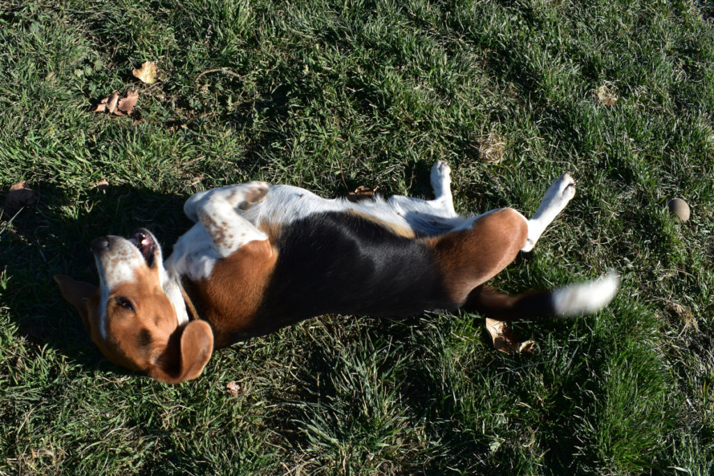 Lovely Luna Female Beagle