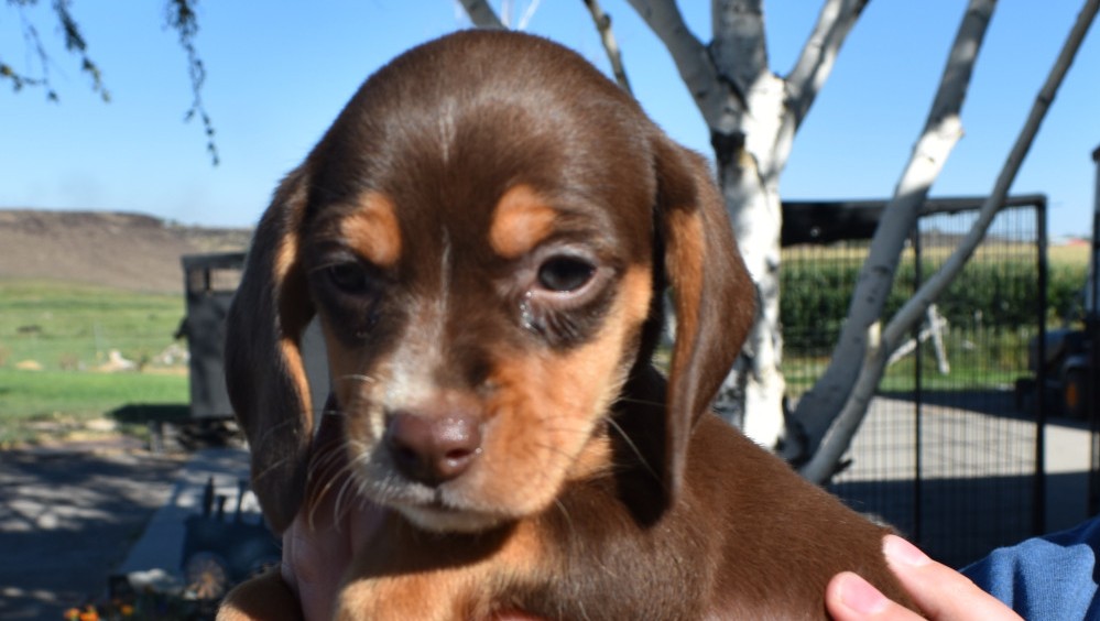 Baby Beagle Puppy