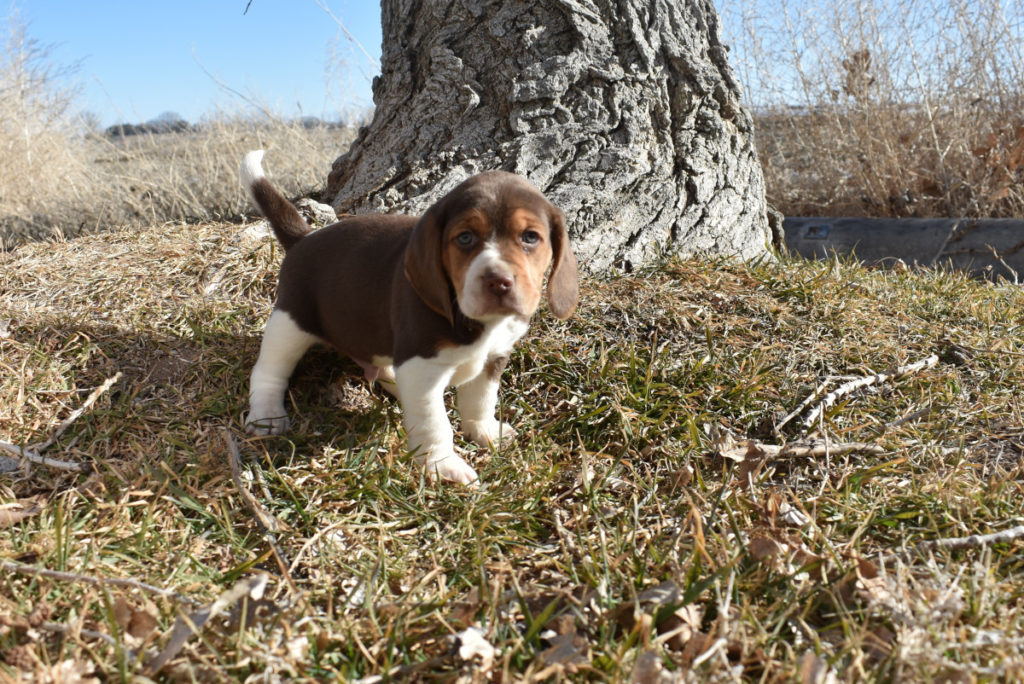 Brown and white Beagle Puppy