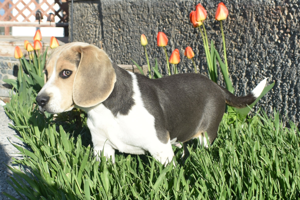 beagle puppies for sale in oregon