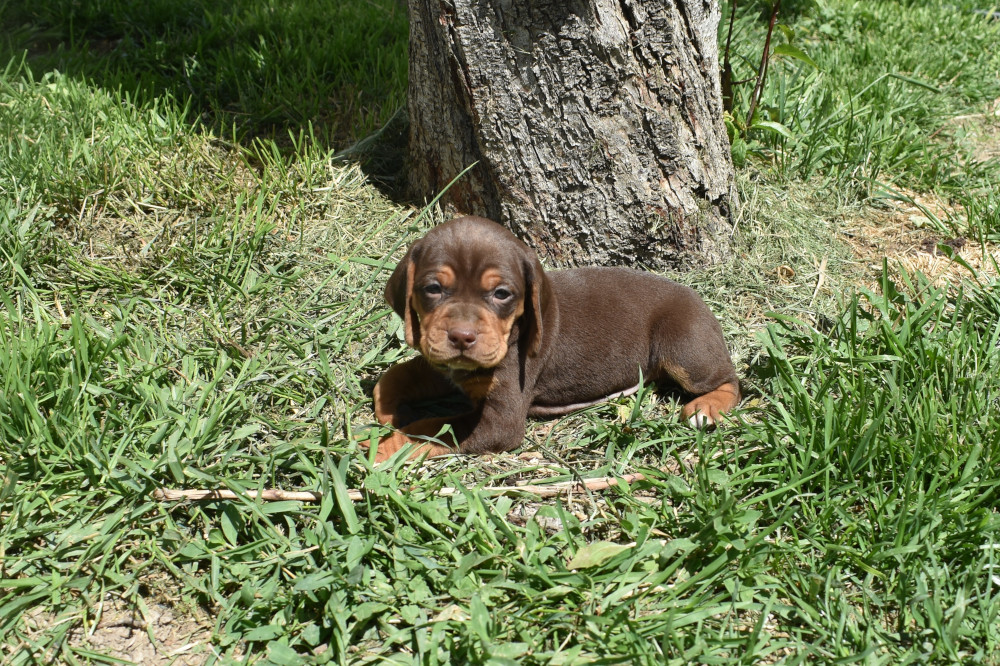 Vizsla Beagle Puppy