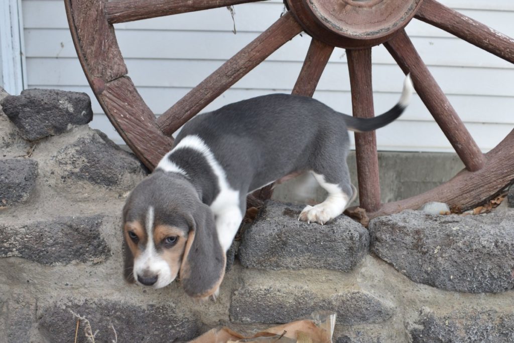 Silver Beagle Pup