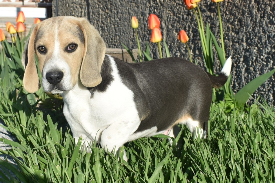 Silver harlequin pocket store beagle