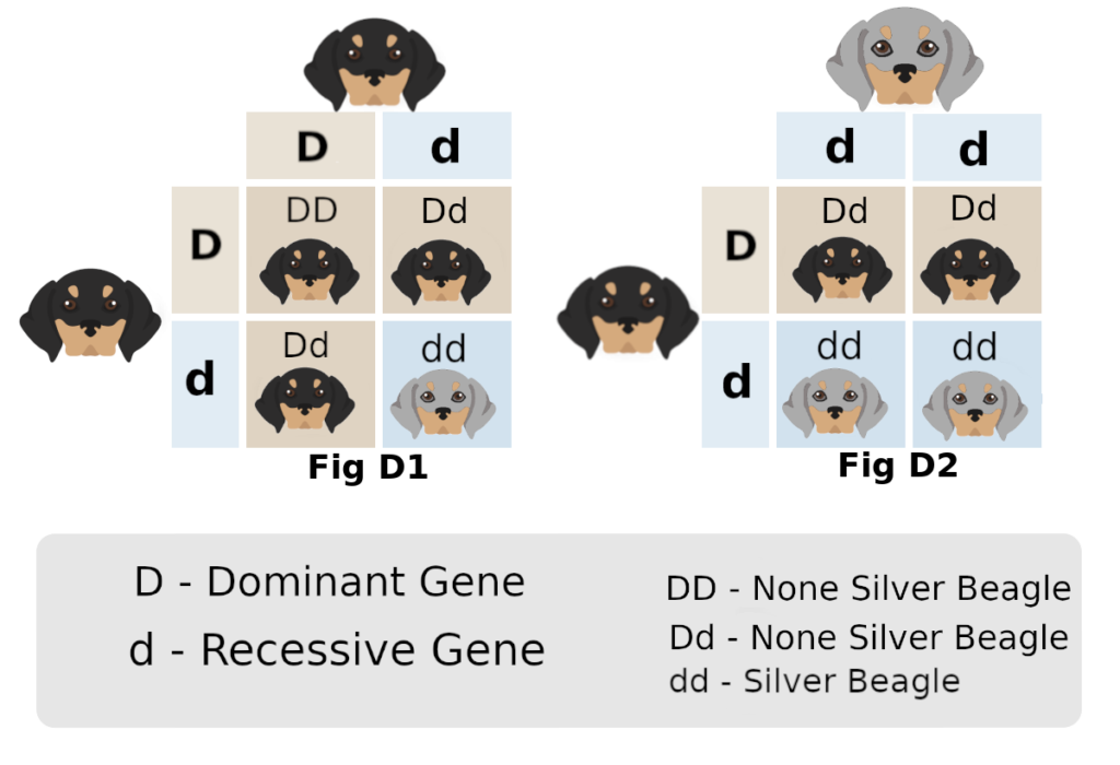 Silver beagle puppies genetic possibilities.