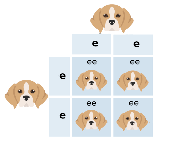 Diagram of Breeding a lemon and white beagle with a lemon and white beagle