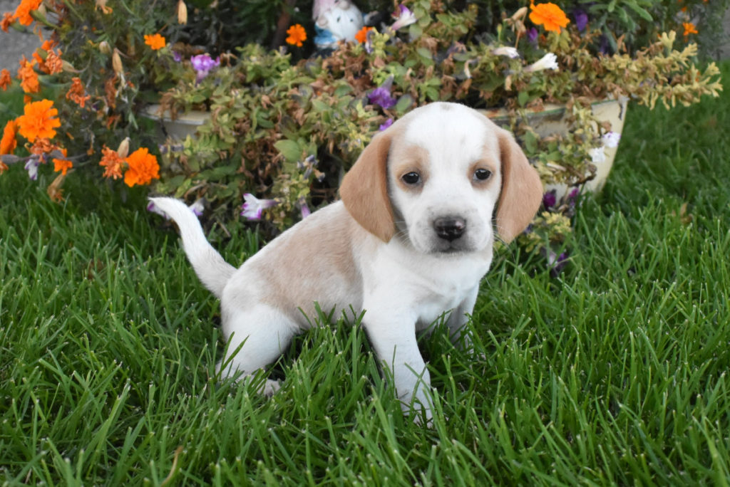 Male Lemon Beagle Puppies