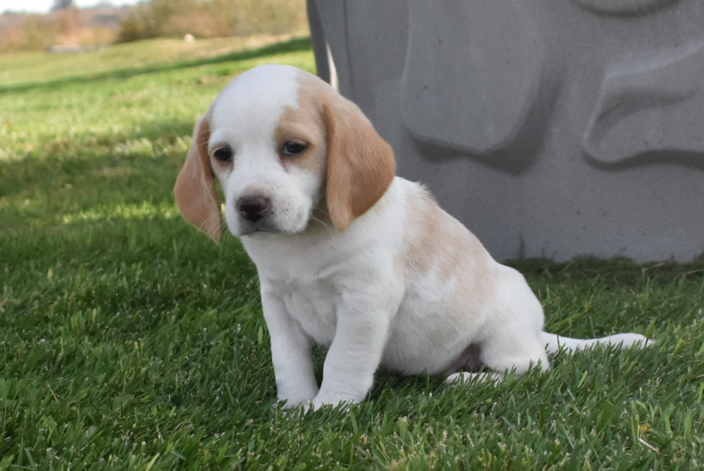 White Female Beagle Puppy