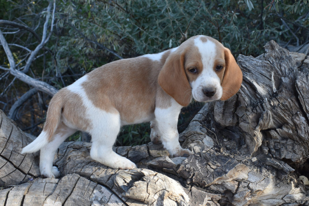 Lemon Beagle Puppy male