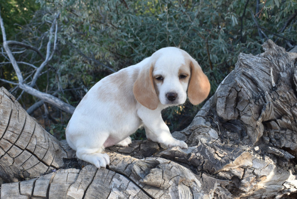 Lemon Beagle Puppy