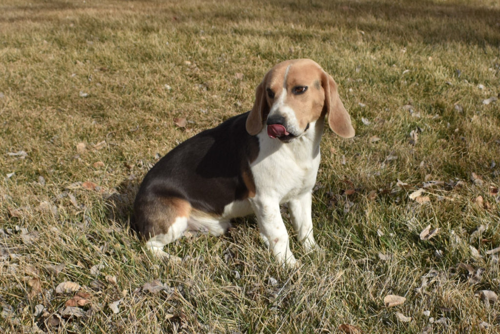 Silver beagle sales