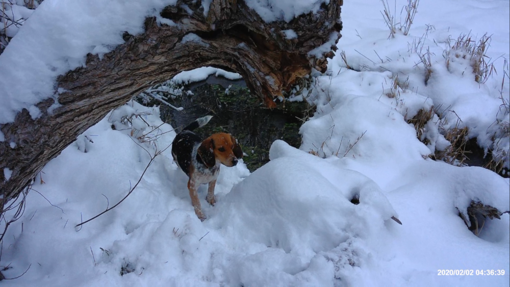 Beagle enjoying Idaho Show!