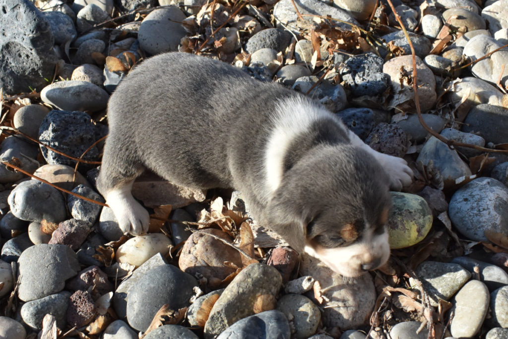 Silver Female Beagle Puppy