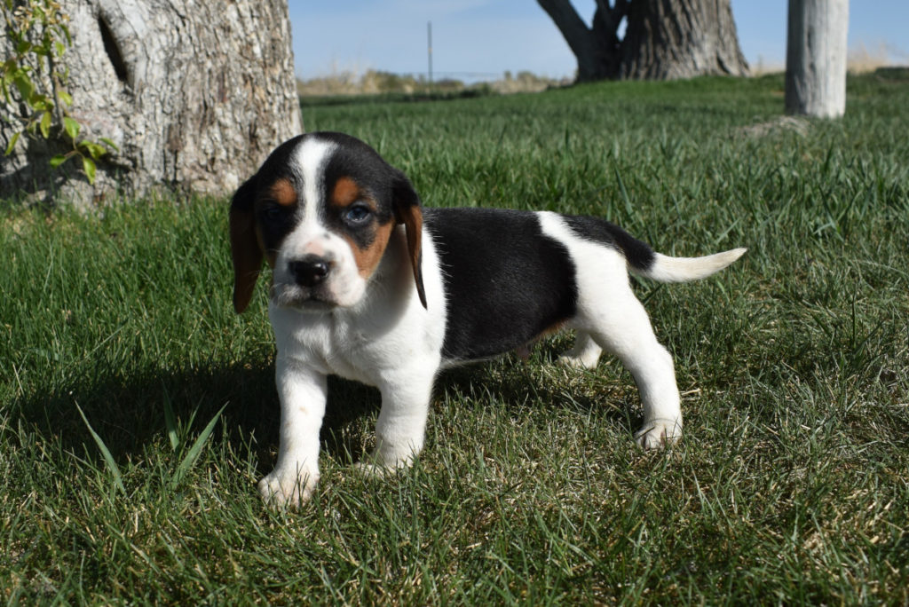 Beagle Puppies in Seattle, Washington