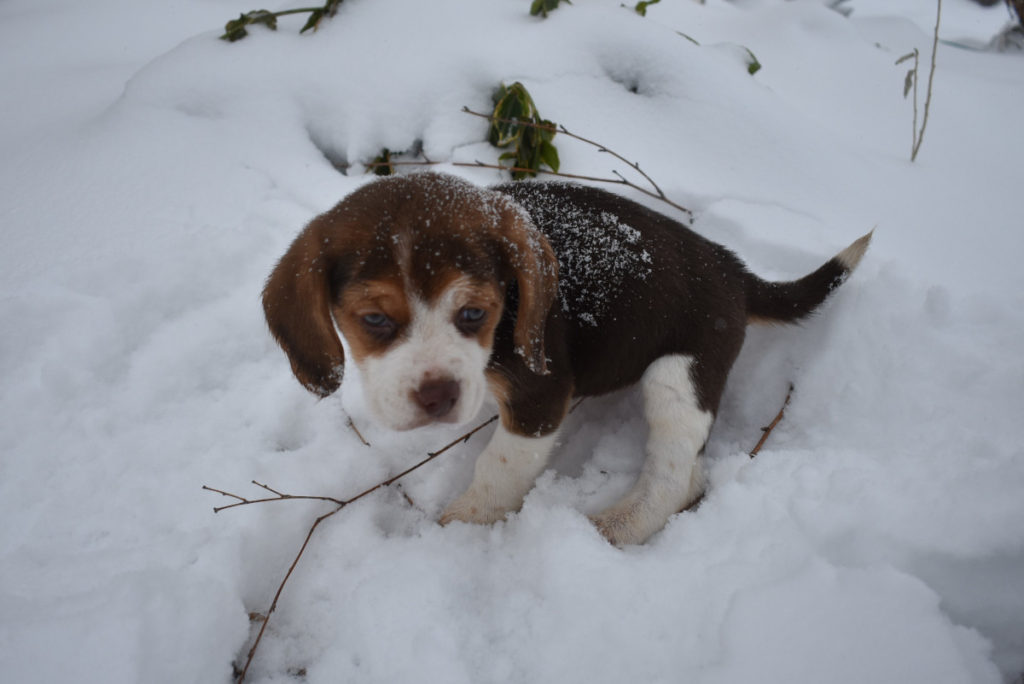 Brown beagle female puppy