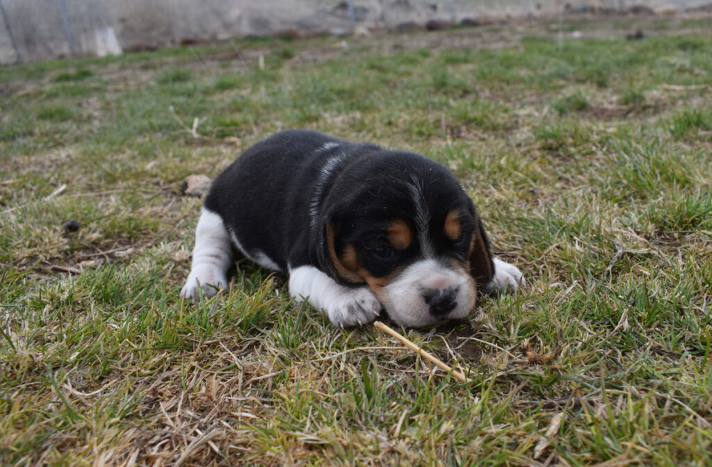 Tri Color Beagle Puppy