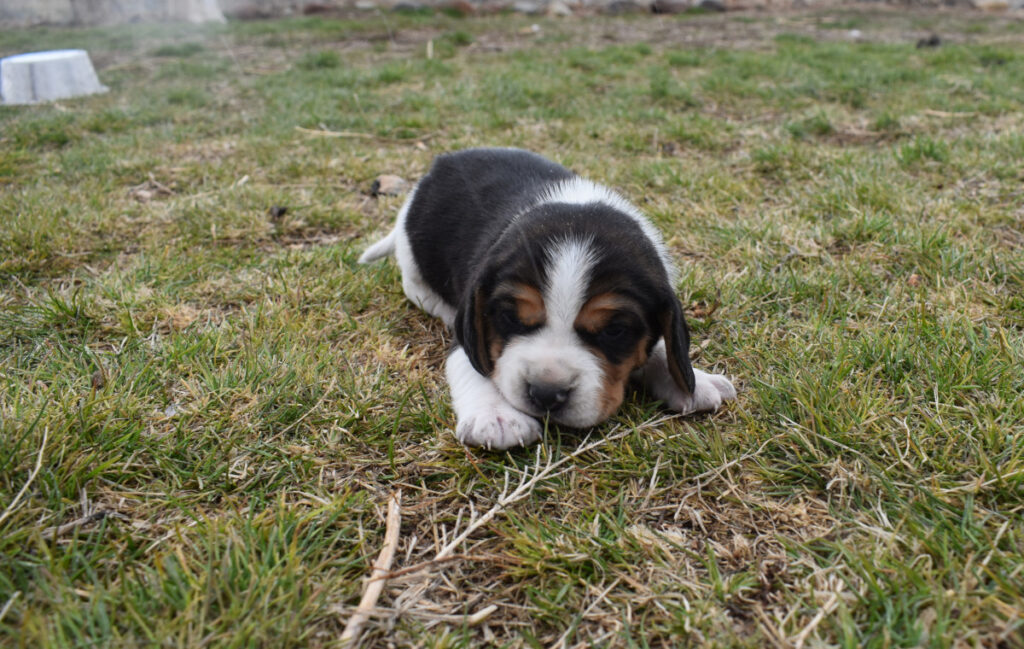 Tri Color Beagle Puppy